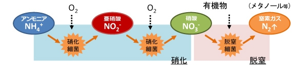 従来の窒素除去技術（硝化脱窒法）
