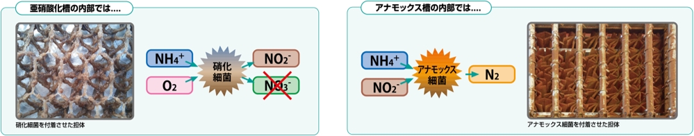 アナモックス法による窒素除去技術