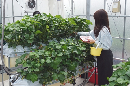 栽培したイチゴの試食の様子