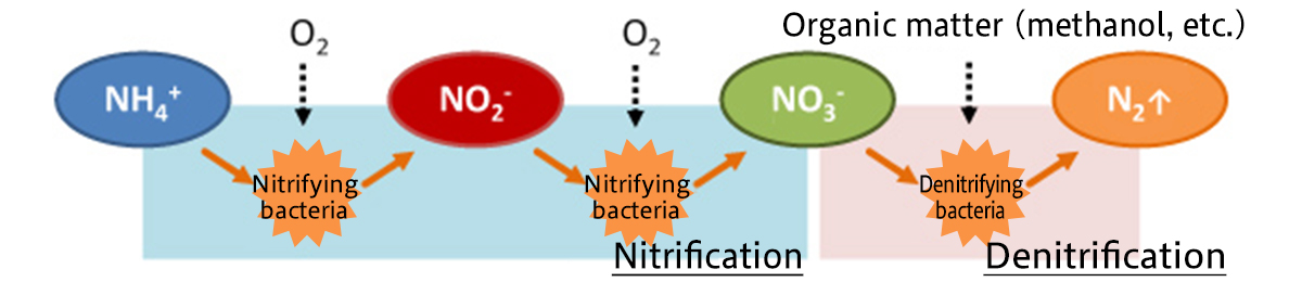 Conventional nitrogen removal technology (nitrification-denitrification method)