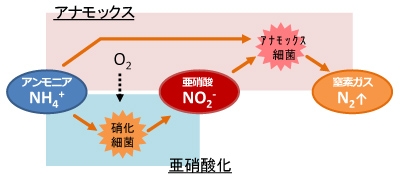 アナモックスプロセス