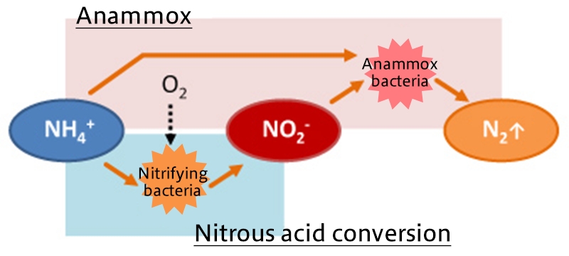 Anammox process