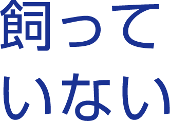 飼ってない